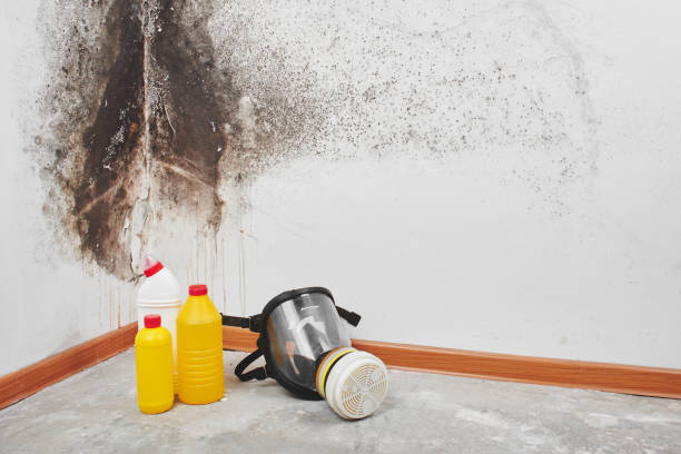 Best Mold Remediation  in Ahwahnee, CA