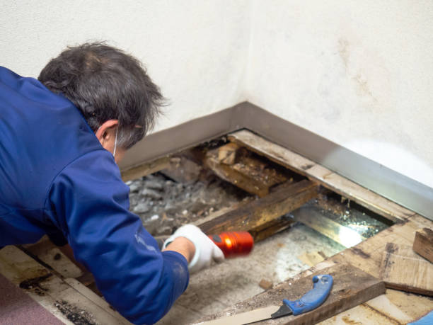 Best Mold Remediation Services  in Ahwahnee, CA