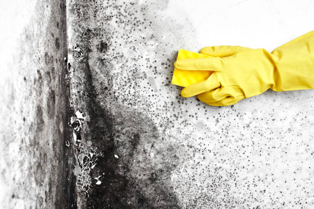 Best Residential Mold Removal  in Ahwahnee, CA
