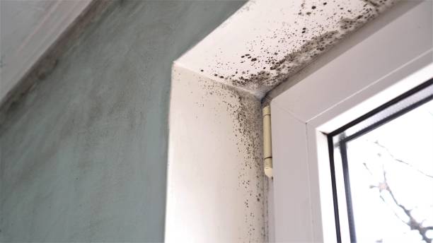 Home Mold Removal in Ahwahnee, CA