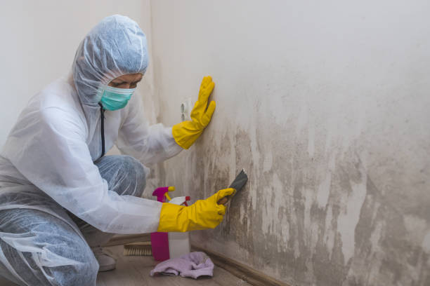 Best Best Mold Removal Companies  in Ahwahnee, CA