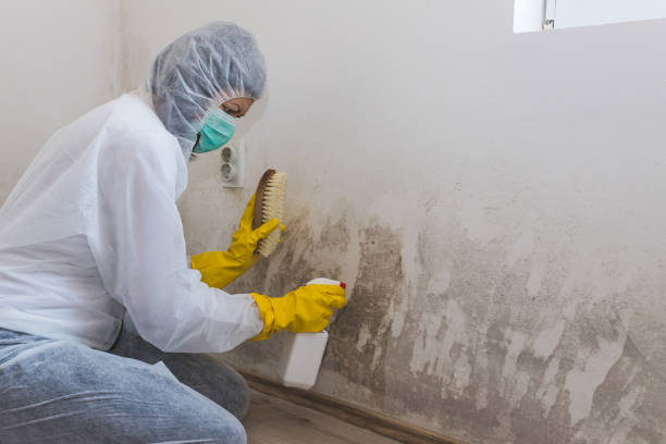 Best Home Mold Removal  in Ahwahnee, CA