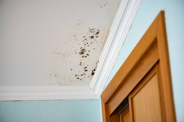 Best Mold Cleaning Services  in Ahwahnee, CA