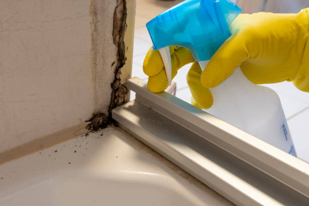 Best Home Mold Removal  in Ahwahnee, CA