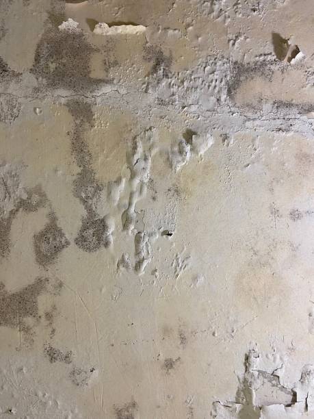 Best Attic Mold Removal  in Ahwahnee, CA