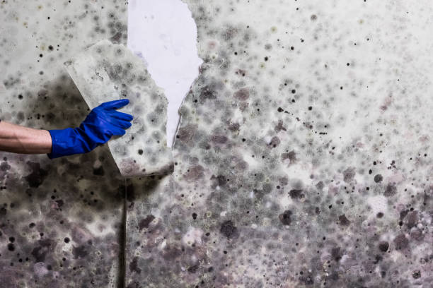 Best Professional Mold Removal  in Ahwahnee, CA