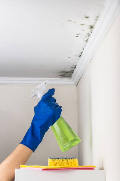 Best Home Mold Removal  in Ahwahnee, CA