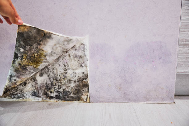 Best Emergency Mold Removal  in Ahwahnee, CA